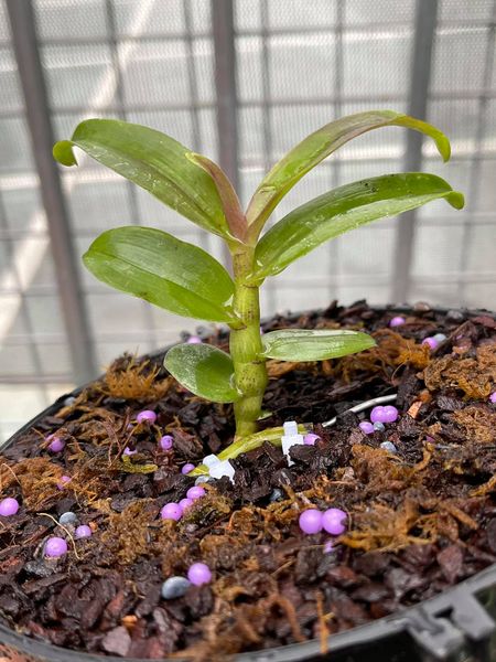 Lan Phi điệp 5 CÁNH TRẮNG HỒNG NHẬT HẠ