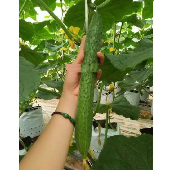 Hạt giống Dưa leo kiếm Nhật dưa chuột Nhật Bản dưa leo dài Nhật gói 1 gram