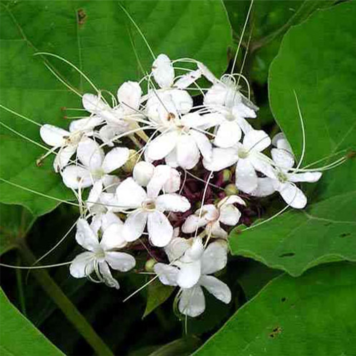 cây bạch đồng nữ hay mò hoa trắng khô 1kg