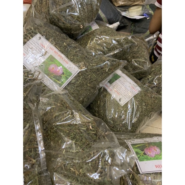 Cây xấu hổ khô