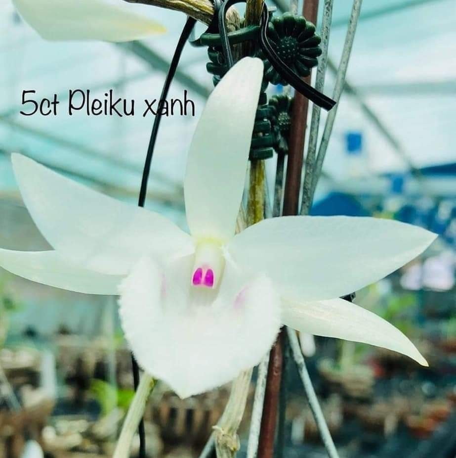 phi điệp(giả hạc) 5 cánh trắng 5ct phú thọ hàng gieo hạt - PD5CTPTHGH
