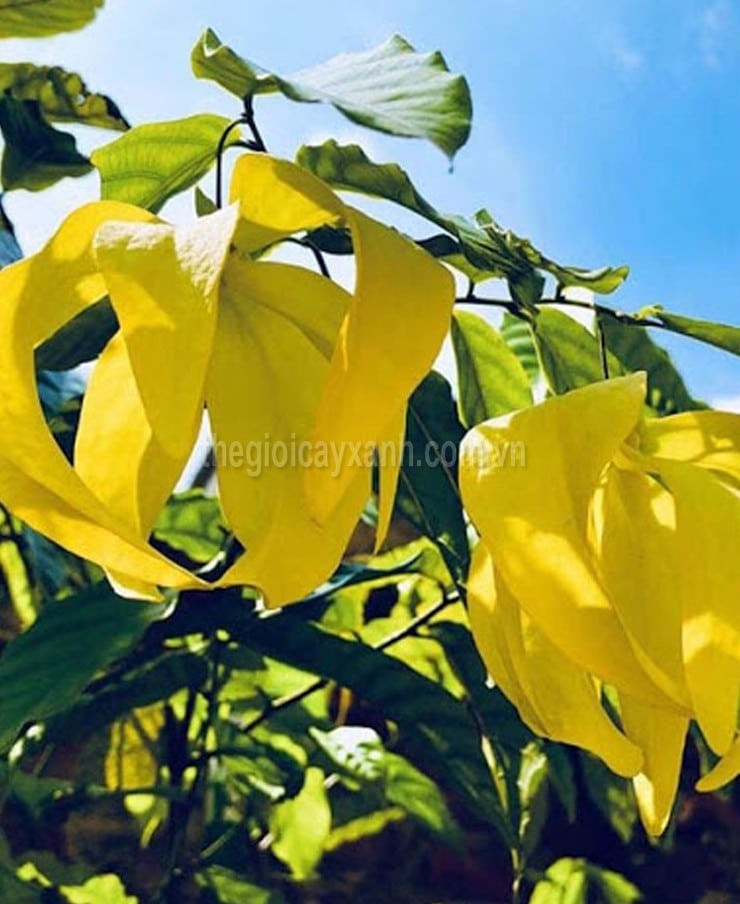 Cây hoa Dẻ ta - Cây giống Hoa thơm ngát