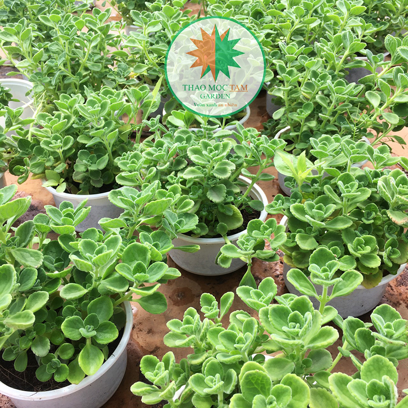 Cây Sen Đá Lá Thơm (Sen thơm) - Cây Nhất Mạt Hương