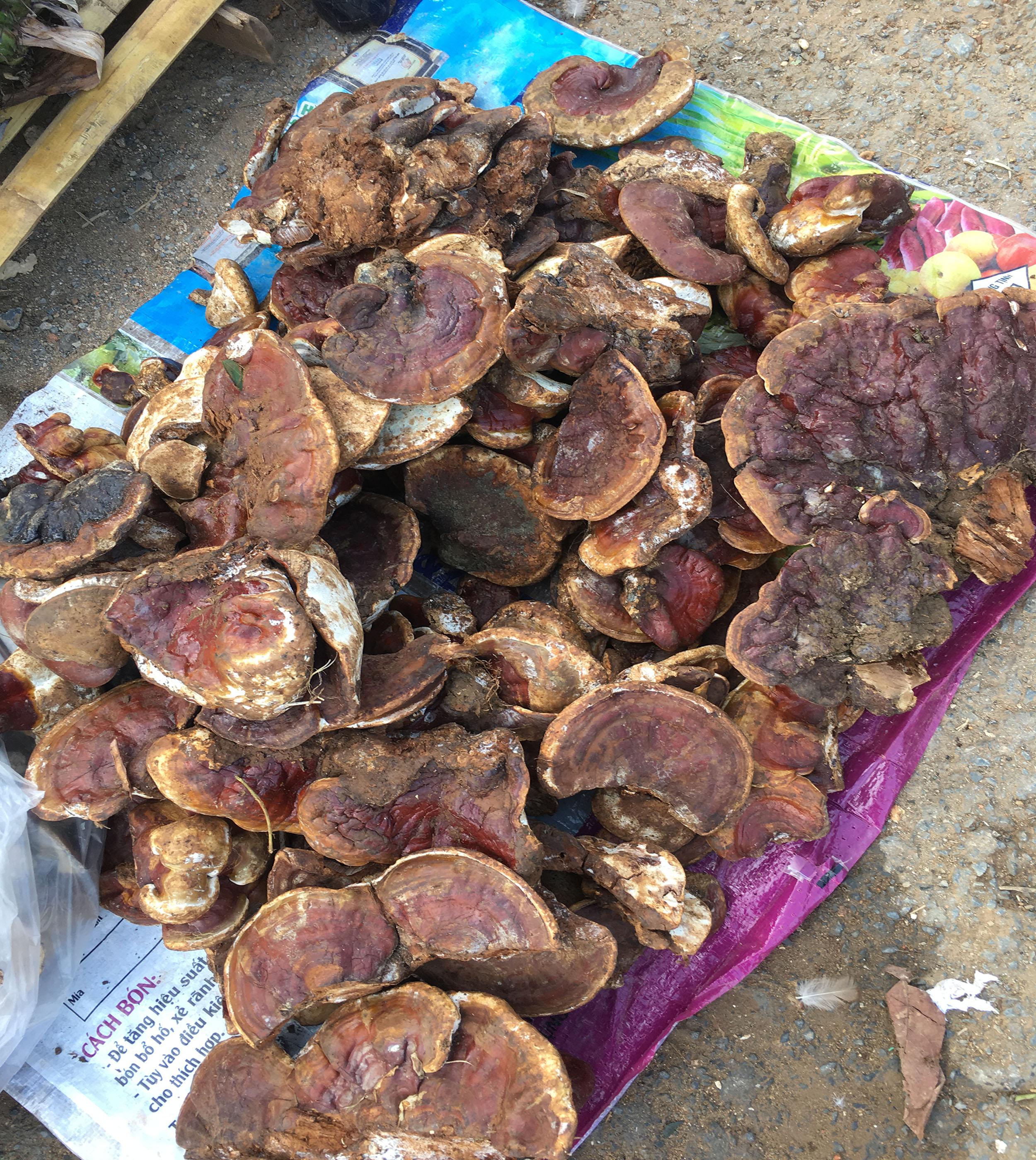 Nấm Linh Chi Rừng Sơn La 500g