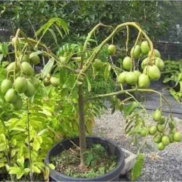 Cây giống Cóc Thái trồng chậu , có bông sẵng