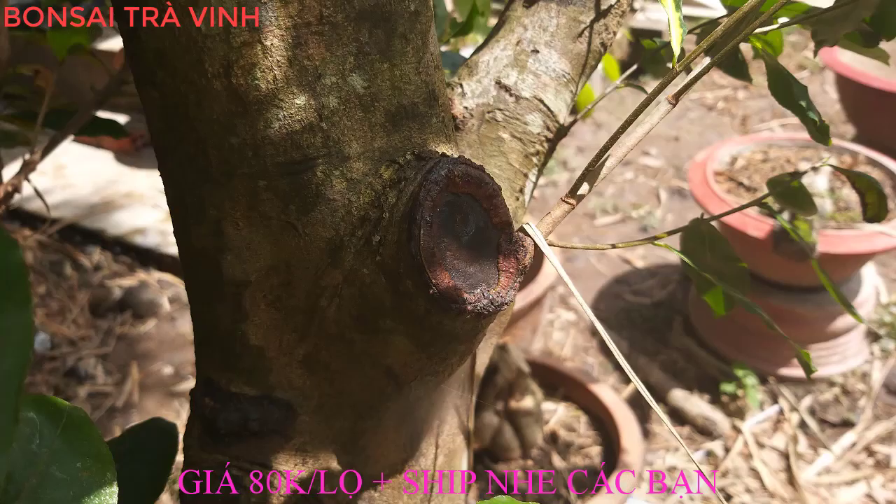 KEO BÔI CÂY CẢNH CHÁNH LÂM, KEO LIỀN DA CÂY CHÁNH LÂM, KEO LIỀN SẸO CÂY CHÁNH LÂM 130GR