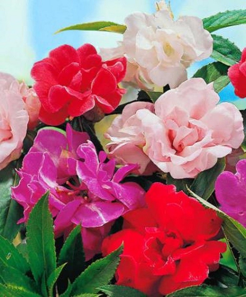 Hạt Giống Hoa Móng Tay Mix Màu, Hoa Nở Lâu Tàn, Màu Sắc Rực Rỡ, Tươi Sáng (Gói 50 hạt) - Nông Sản Vàng