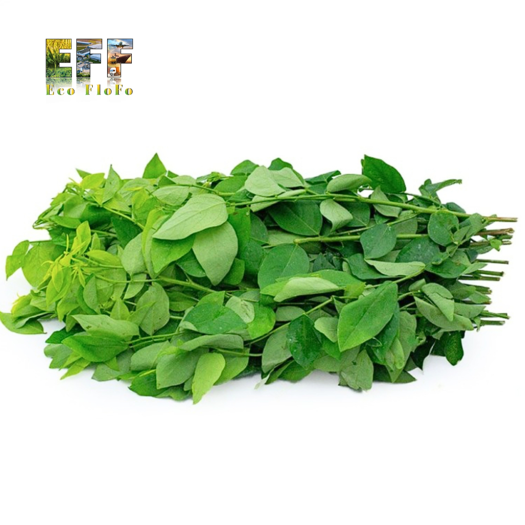 1 Thùng 10Kg Rau Ngót Eco FloFo Đạt Chuẩn VietGAP (Chỉ Bán Hàng Loại A+ Được Tuyển Chọn Để Xuất Khẩu)