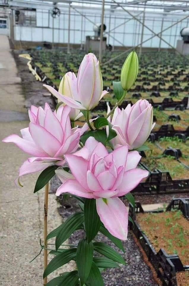 Củ ly hà lan cánh kép size 16/18 đủ màu
