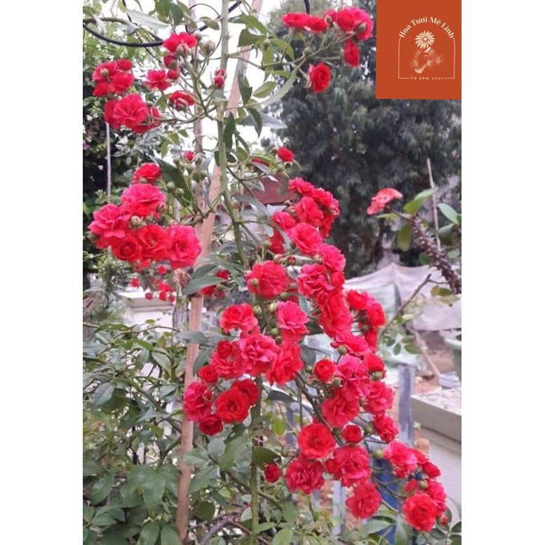 Hoa hồng Red Fairy – Loài hồng leo hoa chùm đỏ