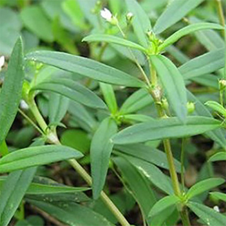 cây bạch hoa xà thiệt thảo khô 1kg