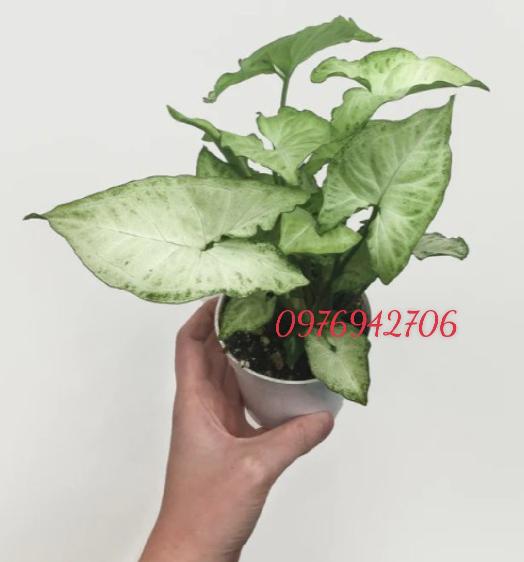 Trầu bà trắng Syngonium podophyllum trồng bầu ổn định-tróc bạc -cây phong thủy,lọc khí -bscc