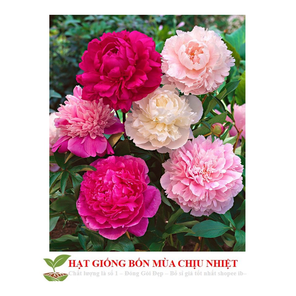 69A Hạt Giống Hoa Mẫu Đơn Kép Mix ( Gói 05 Hạt) Đến Mùa Trồng Tết