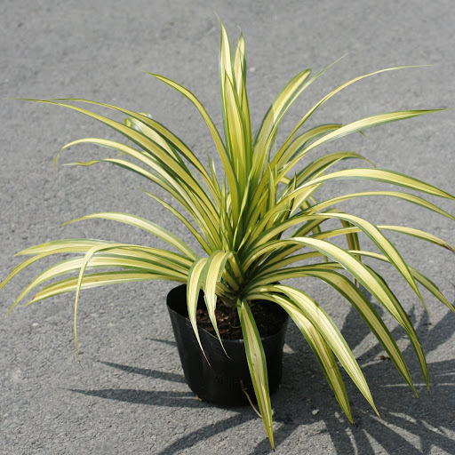 Cây Dứa Vạn Phát - Cây Phong Thuỷ