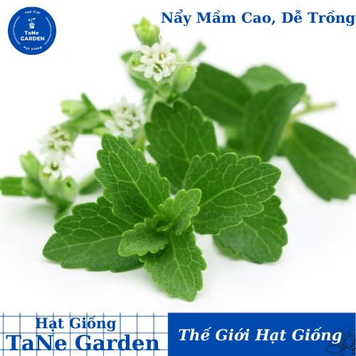 5h hạt giống cỏ ngọt stevia - tane garden