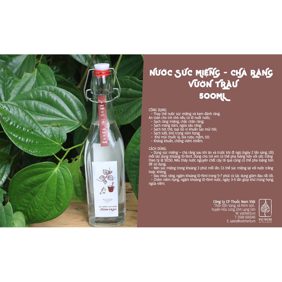 NƯỚC SÚC MIỆNG CHÀ RĂNG VƯỜN TRẦU THAY KEM ĐÁNH RĂNG, RỬA PHỤ KHOA HIỆU QUẢ
