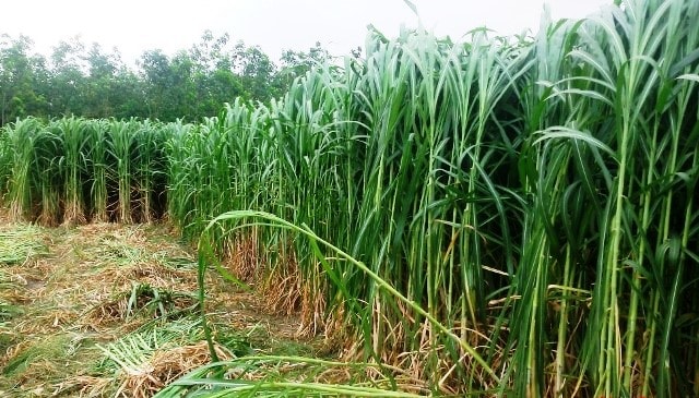 Hạt Giống Cỏ Voi Lai Siêu Năng Xuất - Gói 200g - Cỏ Chăn Nuôi