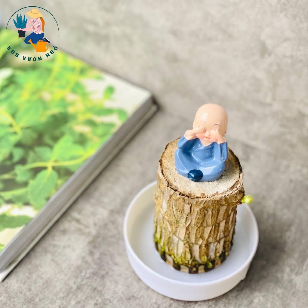 Tiểu cảnh thiết mộc lan để bàn cây giống k kèm chậu