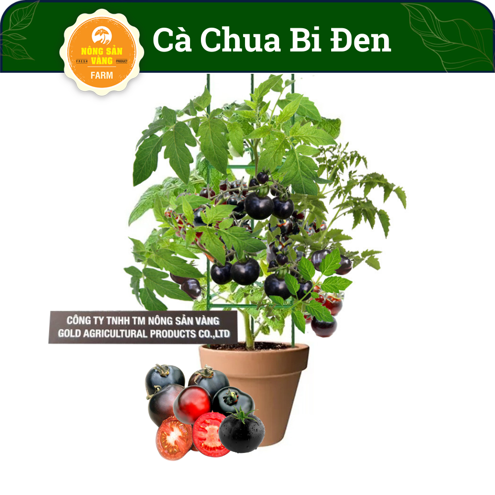 Hạt giống Cà Chua Bi Đen Giá Trị Dinh Dưỡng Cao, Dễ Trồng, Được Nhiều Người Ưa Chuộng (Gói 10 Hạt) - Nông Sản Vàng