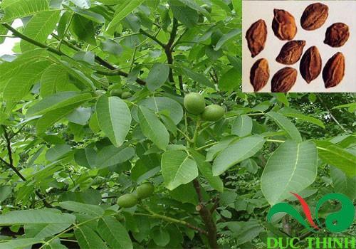 Quả kha tử khô