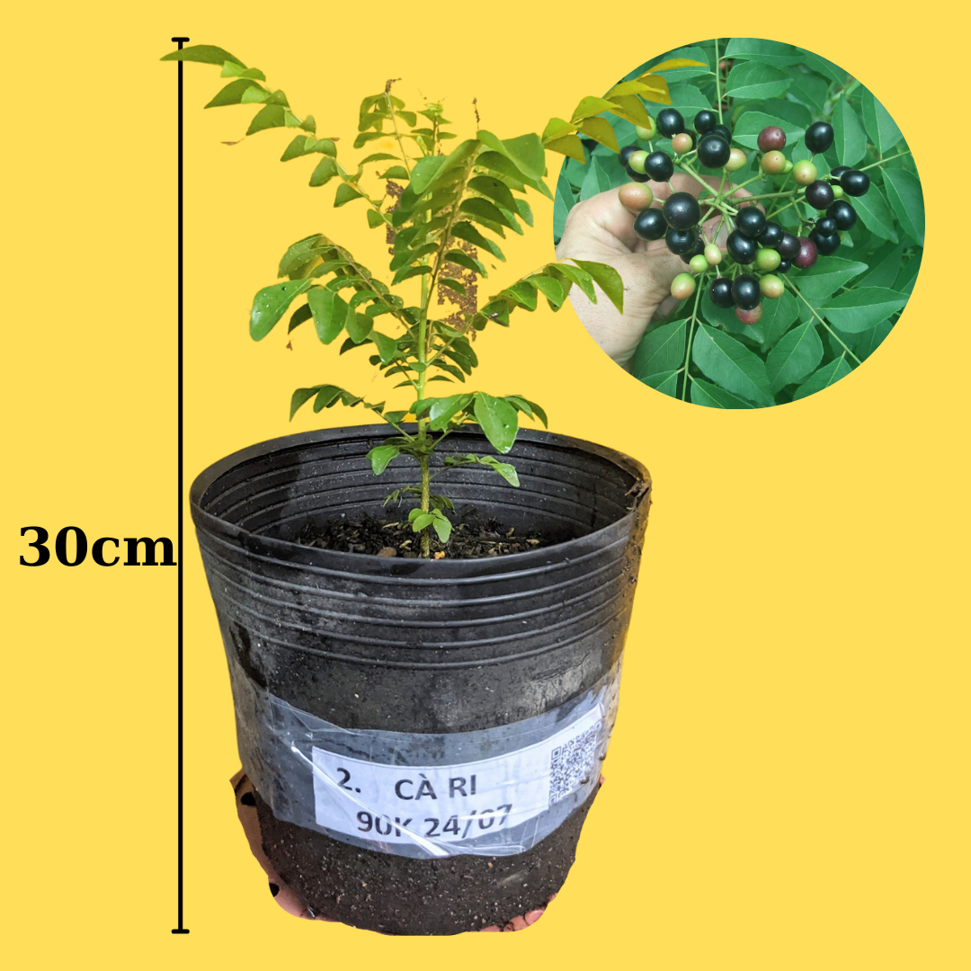Combo 2 Cây cà ri nuôi chậu từ bé