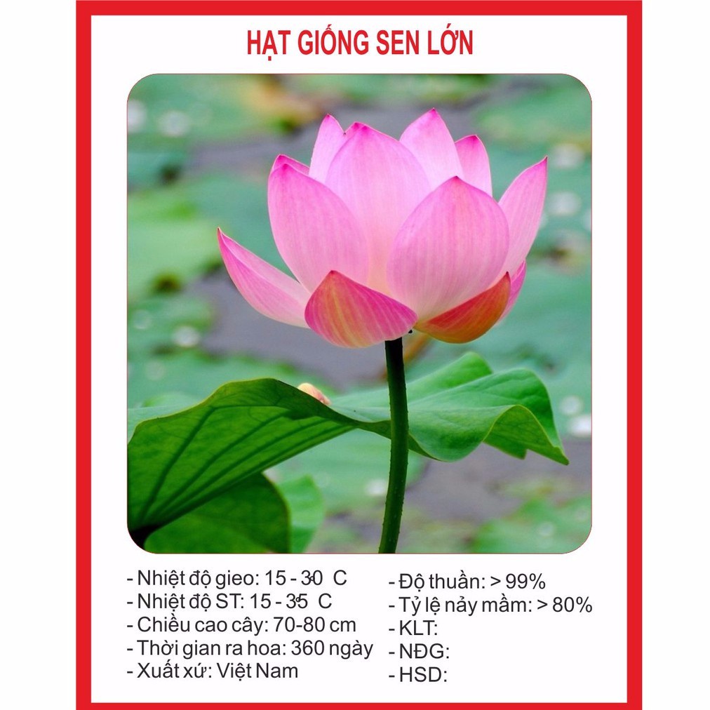 Hạt giống hoa sen lớn 10 hạt