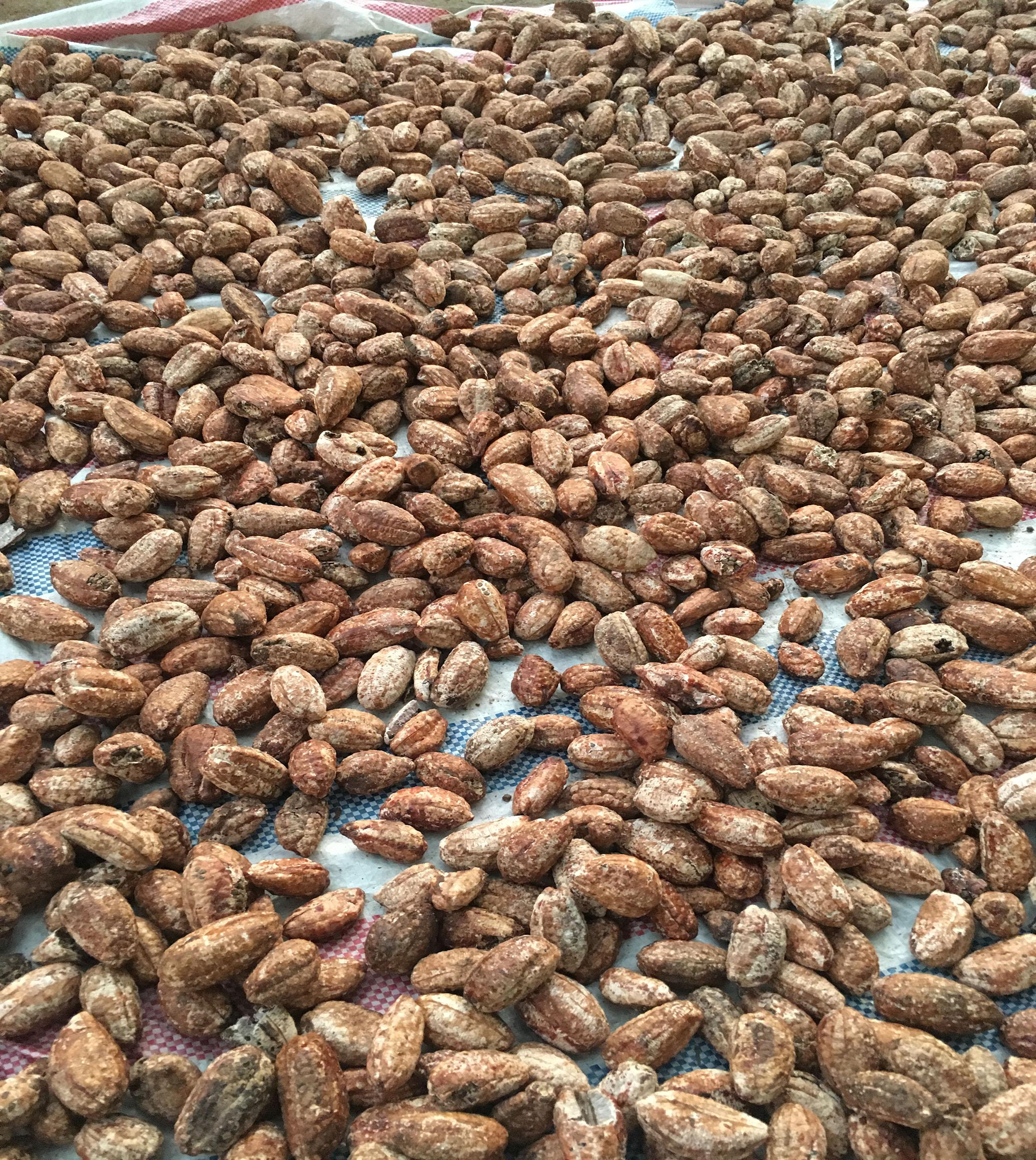 Chuối Hột Rừng Tây Bắc - Sỏi Mật - Sỏi Bàng Quang Combo 2Kg