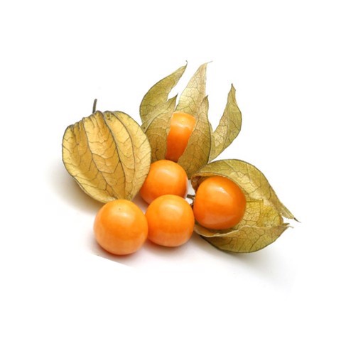 Cây tầm bóp khô