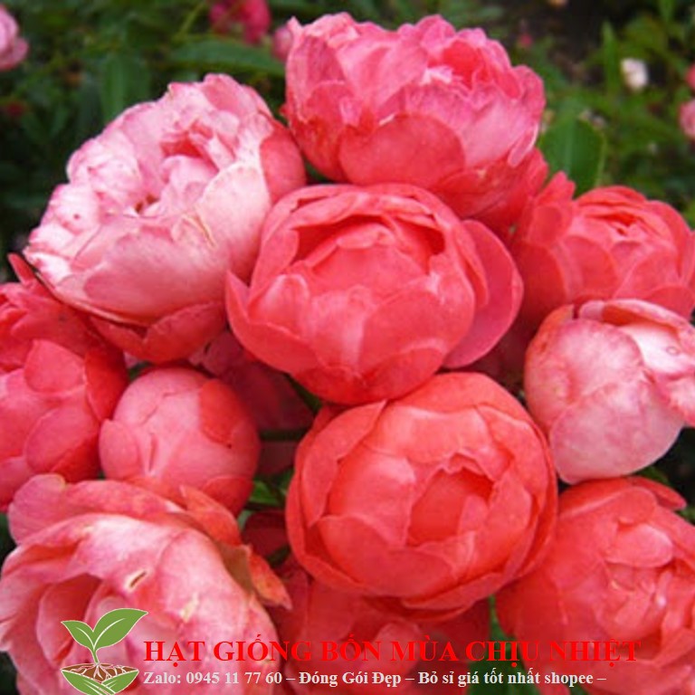 210A Hoa Hồng Trứng Siêu Hoa Dễ Chăm Sóc 10 Hạt Trộn Màu