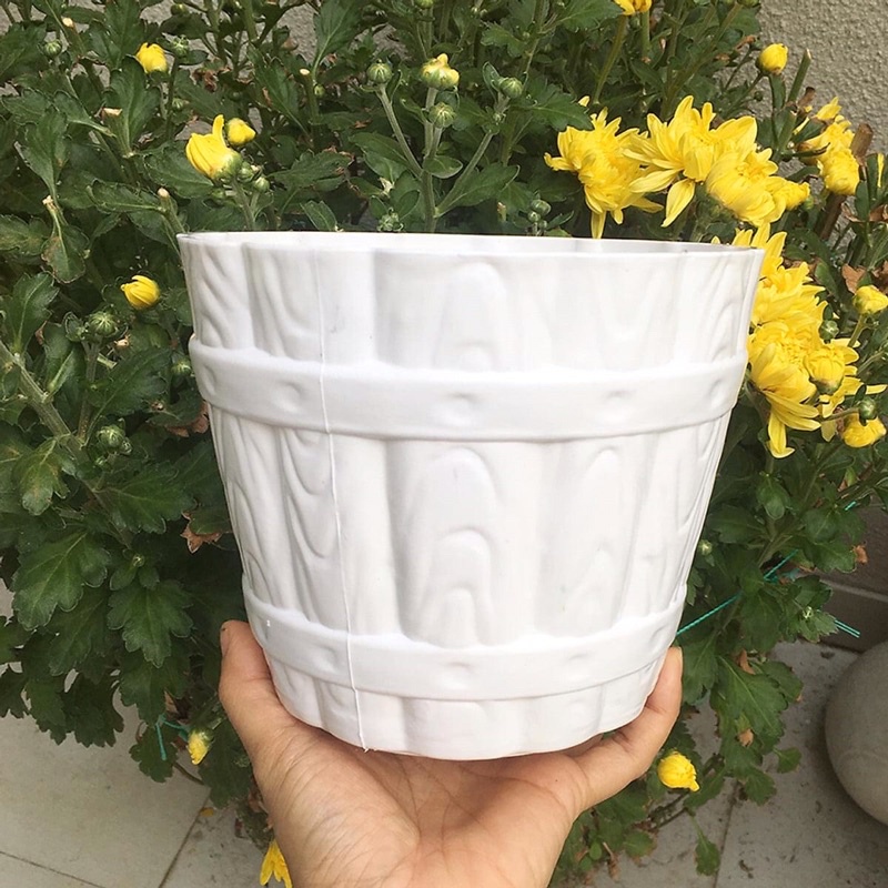 Chậu giả gỗ màu trắng để bàn
