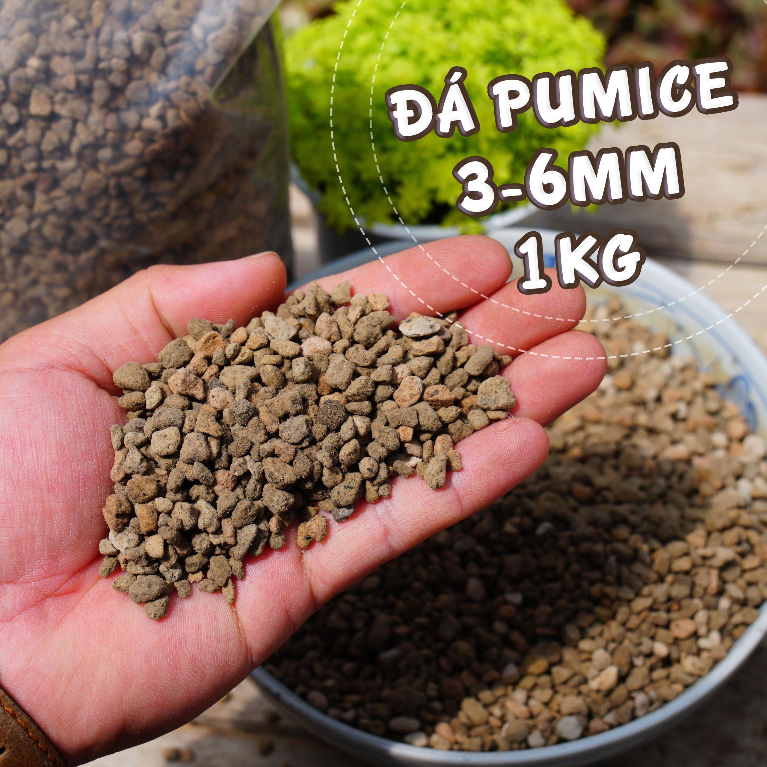 Đá pumice 1kg chuyên trộn đất trồng sen đá, xương rồng cực tốt