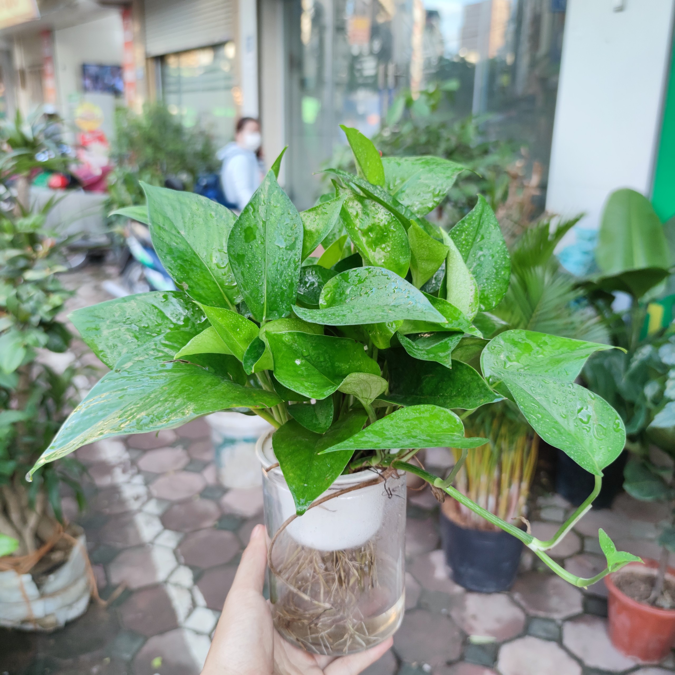 Trầu bà thủy sinh ,vạn liên thanh thủy sinh cây lọc không khí hút khí độc