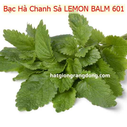 Hạt Giống Bạc Hà Chanh/Lemon Balm - Thơm hương chanh và xả