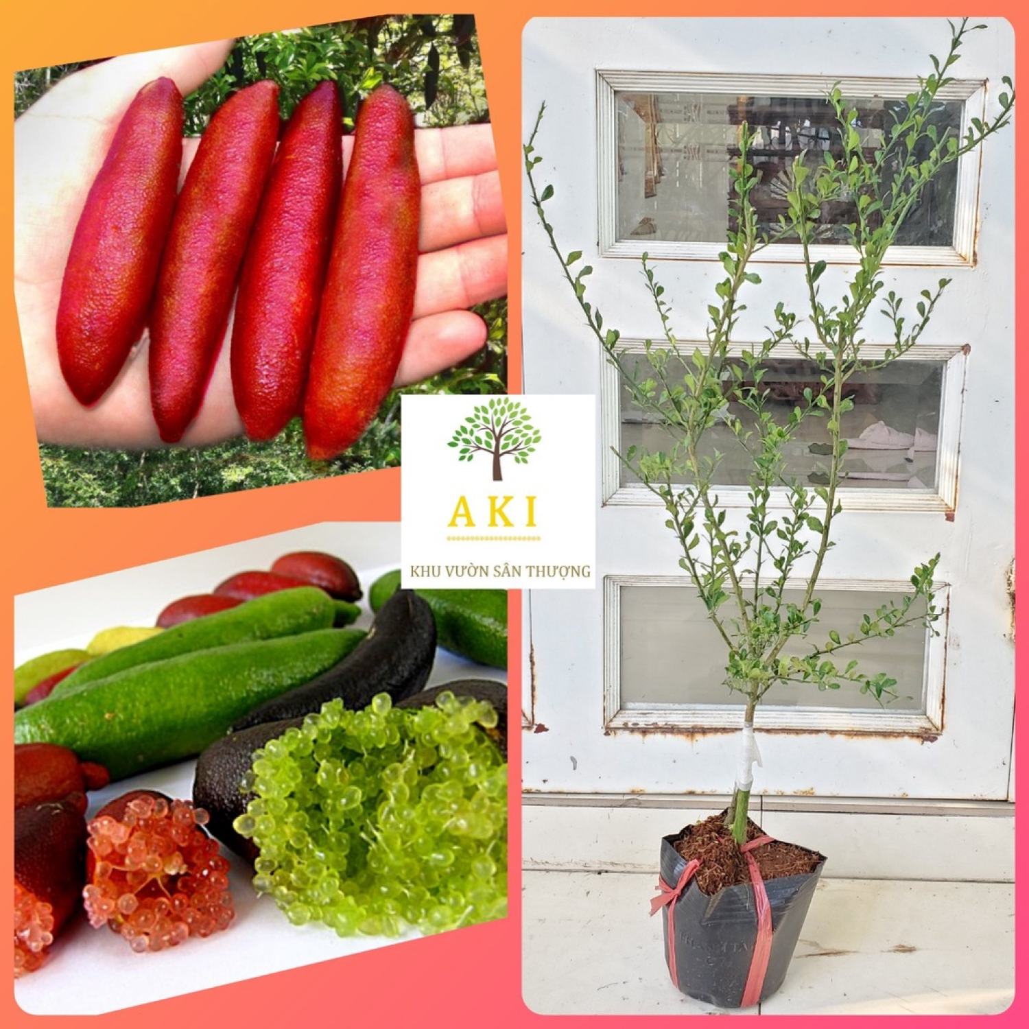 Cây Giống Chanh Ngón Tay Úc trồng chậu☘️ Cây ghép nhánh to cao 30-70cm thuần dưỡng thích nghi tốt khí hậu Việt Nam☘️