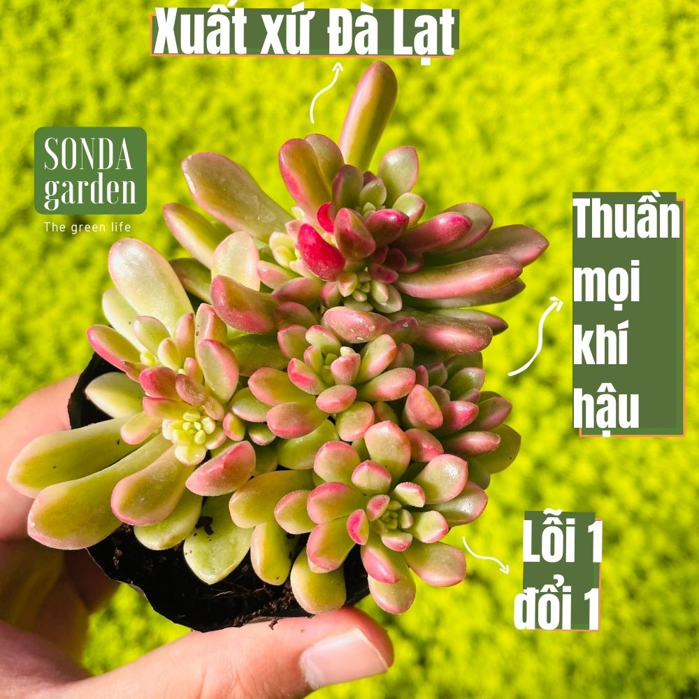 Sen đá sedum cam var size bé siêu khỏe đẹp lỗi 1 đổi 1