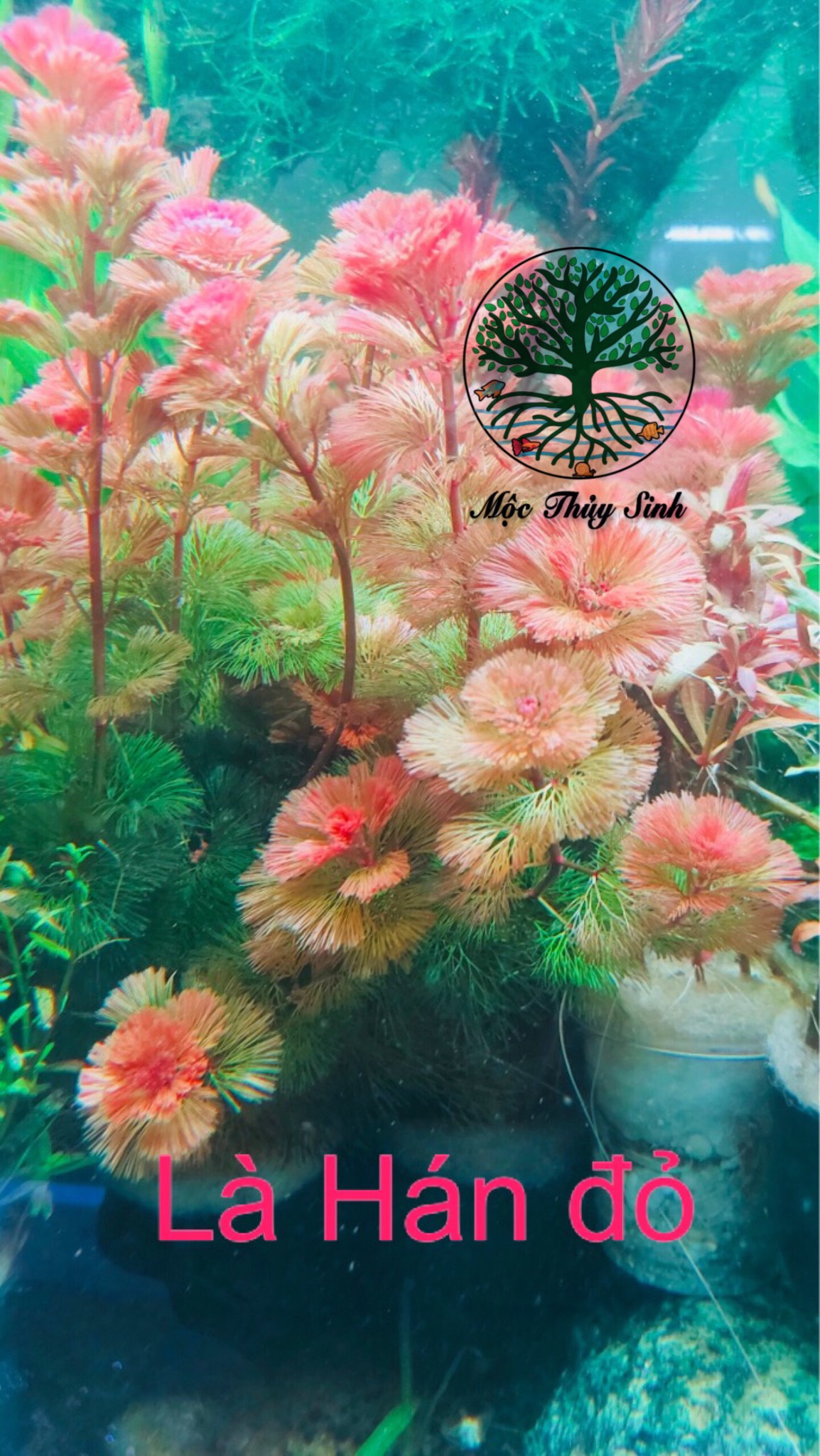 Cây la hán đỏ thuỷ mộc - cây thủy sinh hậu cảnh siêu tươi đẹp cho bể thuỷ sinh, bể cá