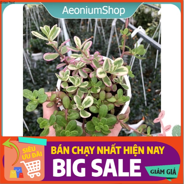 Cây hoa sam thái, hoa mười giờ thái - 🍀