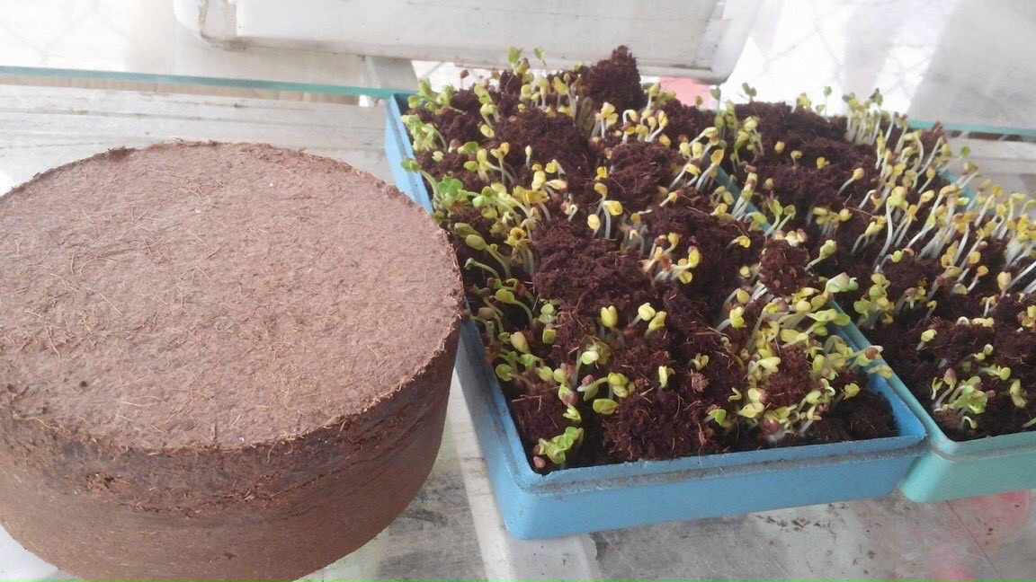 Viên nén mụn xơ dừa viên nén 400g, đất sơ dừa nén viên dùng trồng rau, trộn đất trồng cây