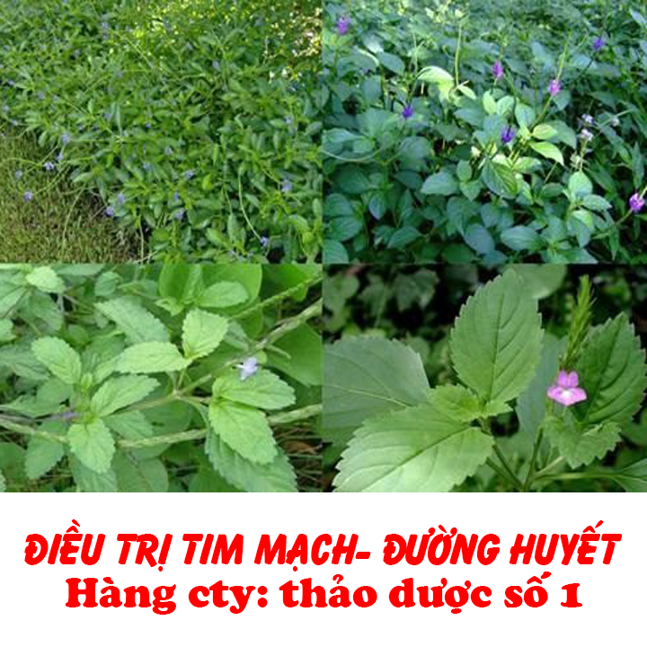 0,5 KG Cỏ Đuôi Chuột Hàng Chất Lượng