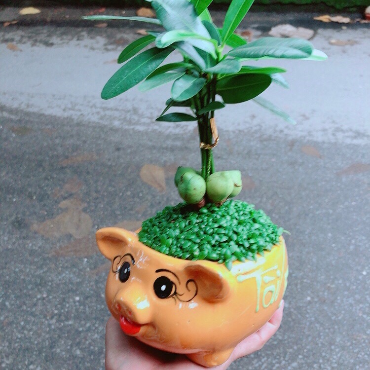 Chậu may mắn tài lộc