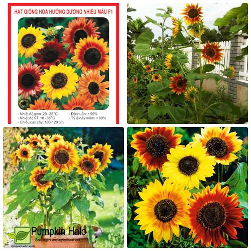 [HCM]50HẠT_ GIỐNG HOA HƯỚNG DƯƠNG NHIỀU MÀU F1 . HOA ĐẸP .