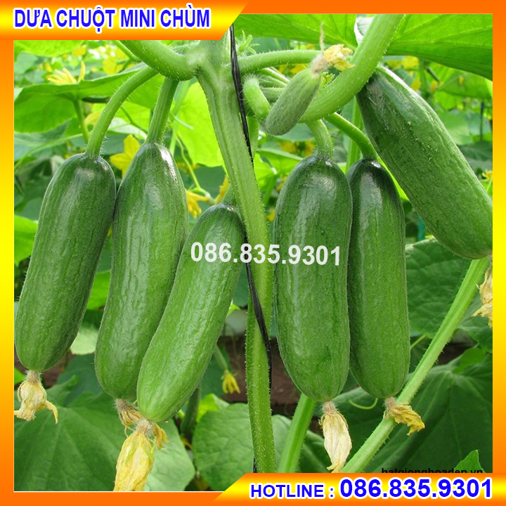 COMBO 4 LOẠI DƯA CHUỘT VÀ ĐẬU SIÊU CHẤT LƯỢNG