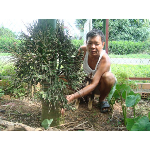 CÂY GIỐNG CÂU LÙN SIÊU QUẢ- CAM KÊT GIỐNG CHUẨN F1