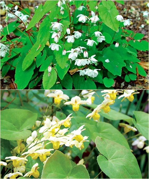 Dâm Dương Hoắc Sa Pa 500g