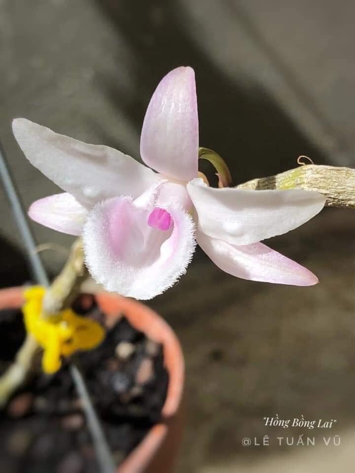 Phi Điệp Hồng Bồng Lai Chậu năm hai cây  hai thân