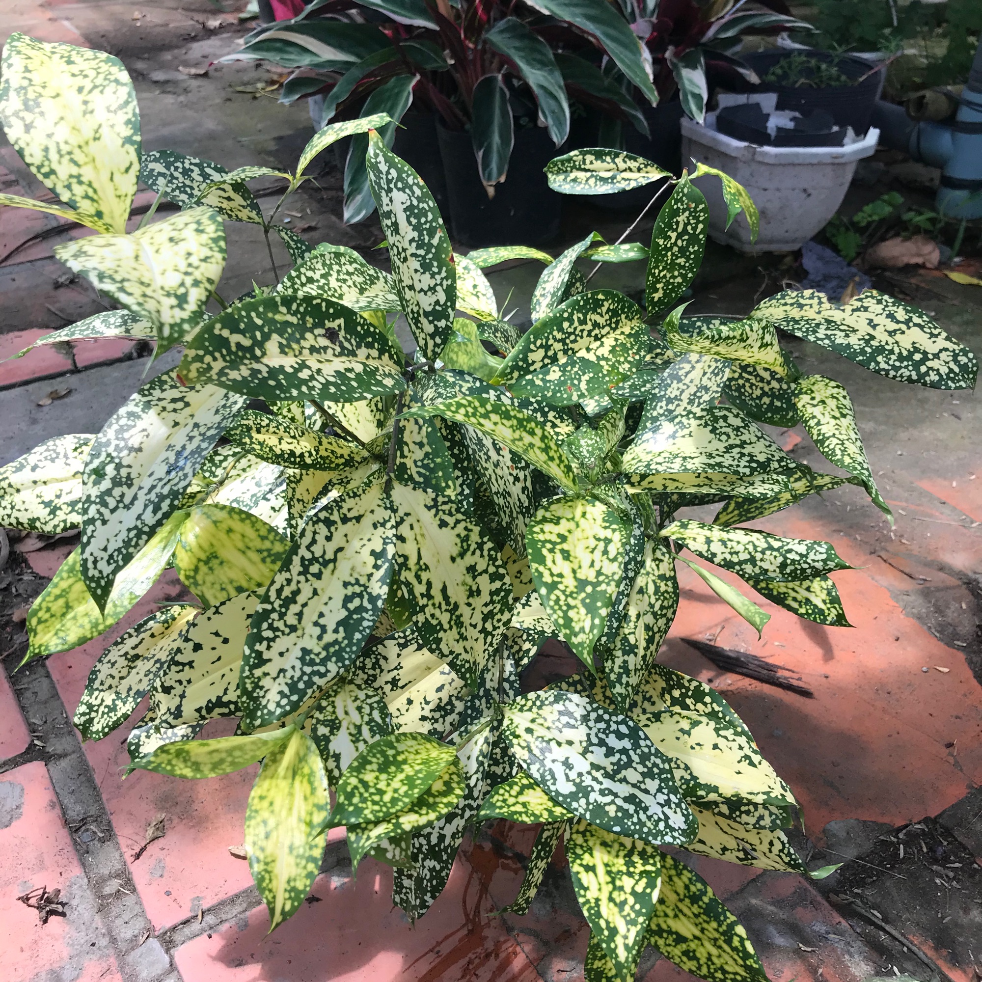 Trúc đốm + tặng phân bón cho cây mau lớn