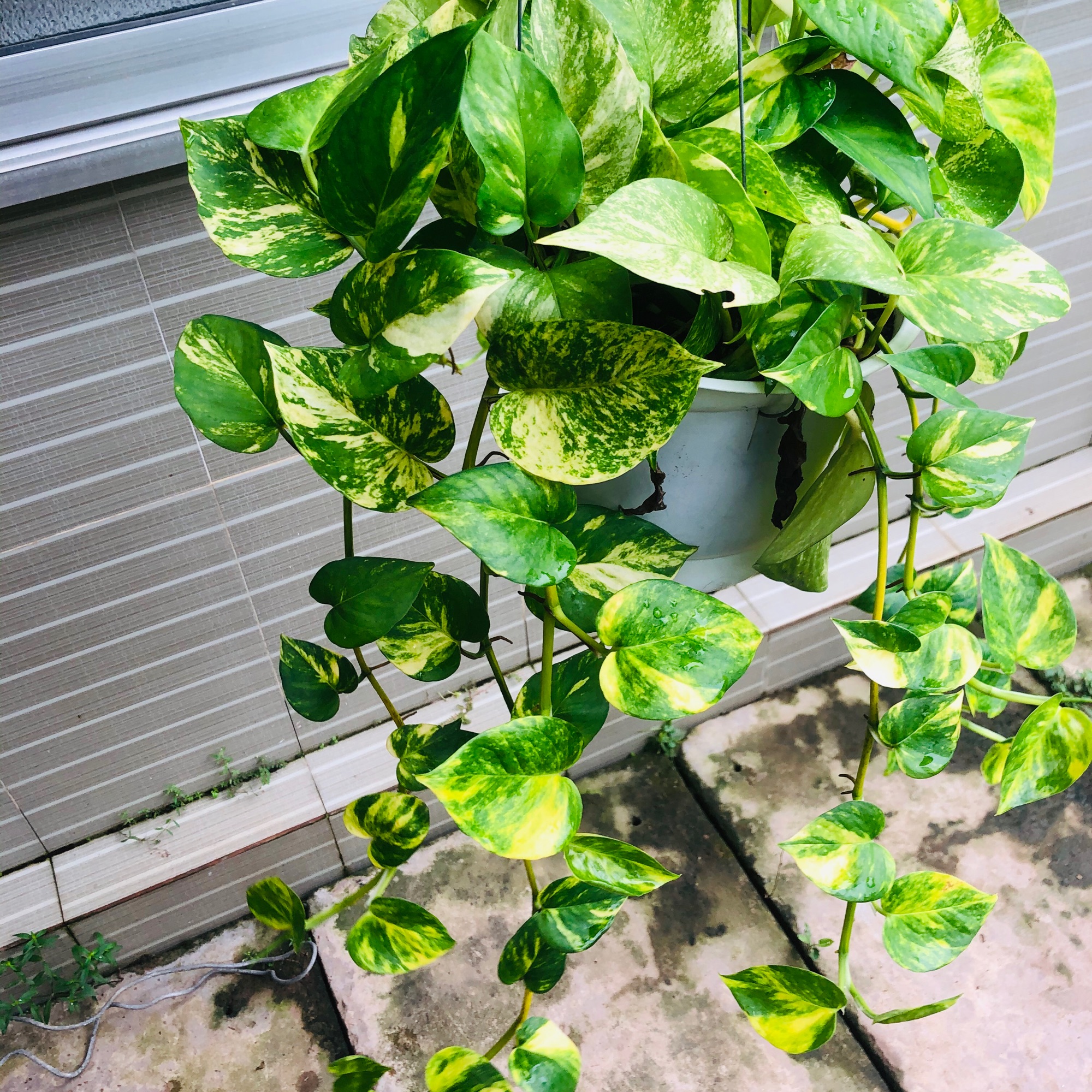 Trầu Bà Hoàng Ngọc