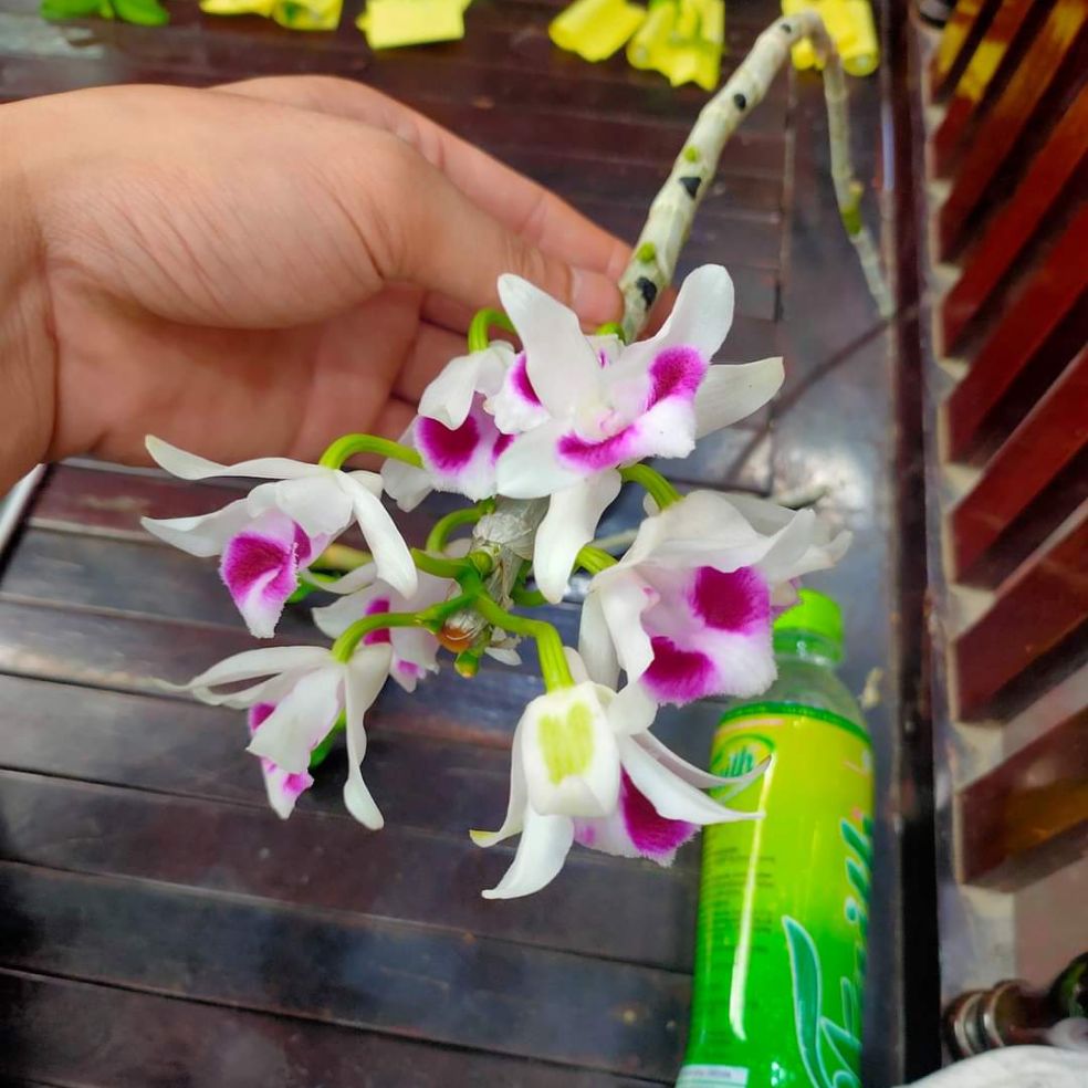 Hoa phong lan - ki ám mắt trâu lưng xanh phú tho( cây con cao 2cm.ươm tự nhiên)