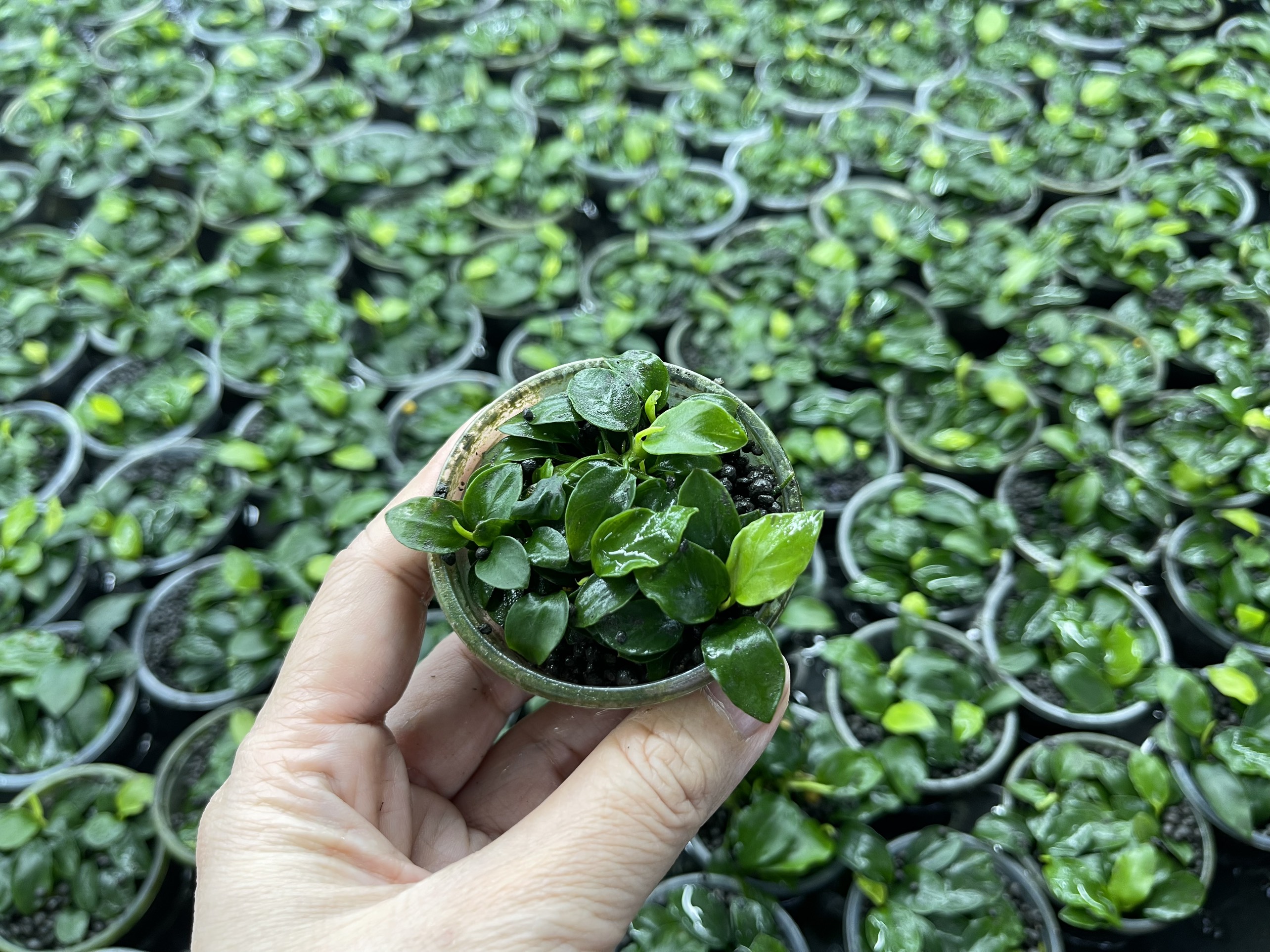 Cây Ráy Nana Petite Thái full lá nước dùng dán trên đá hoặc lũa siêu đẹp cho hồ thủy sinh, hồ cá