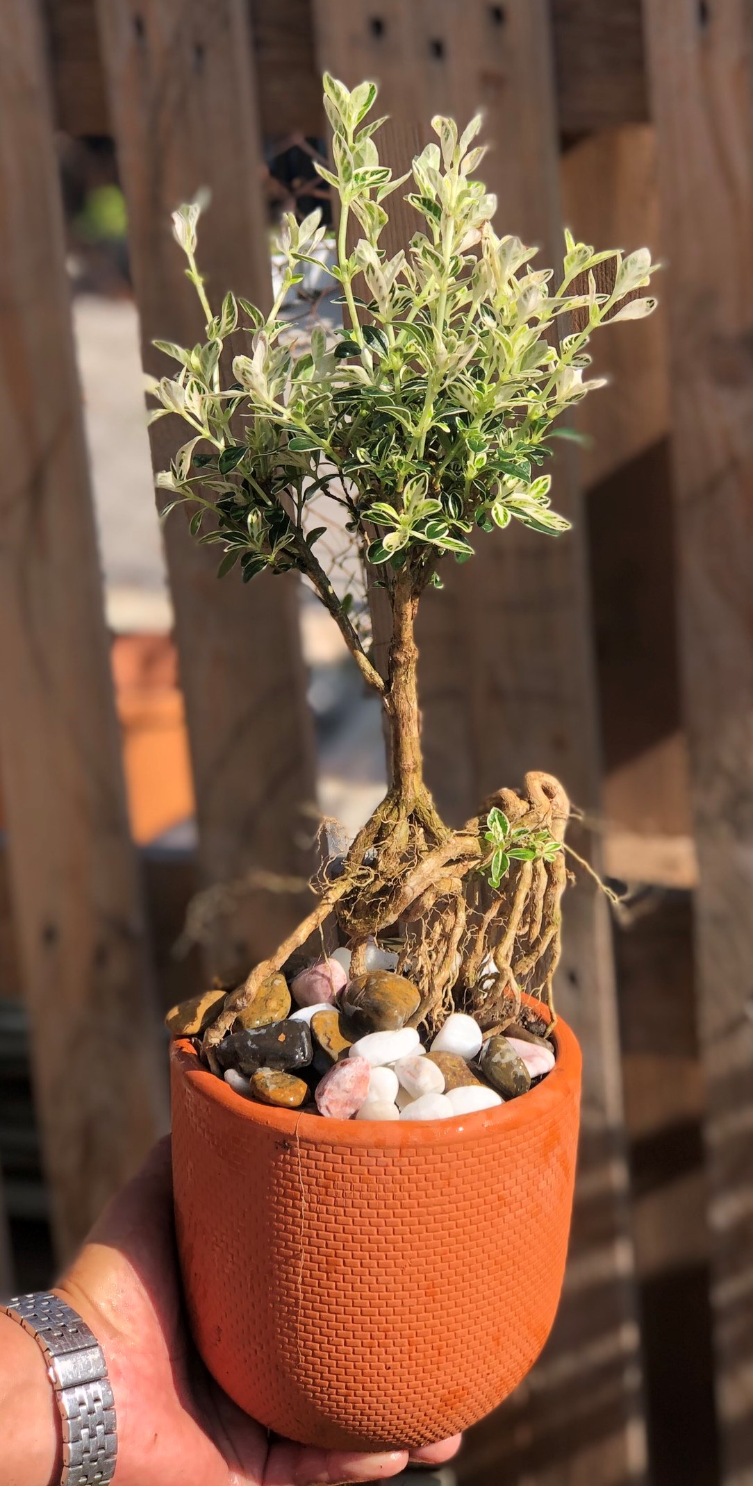 Cây Bạch Ngọc Mai dáng Bonsai